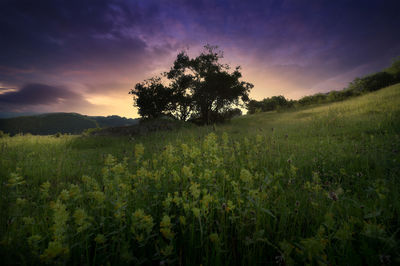 Scenic view of field against sky during sunset