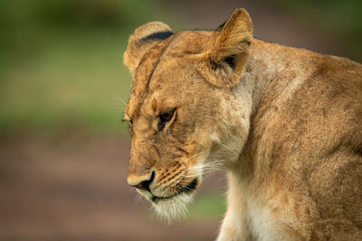 Close-up of lioness sitting looking at ground