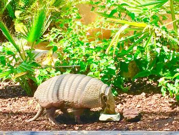 View of an animal on land