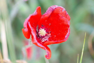 Close-up of red poppy flower