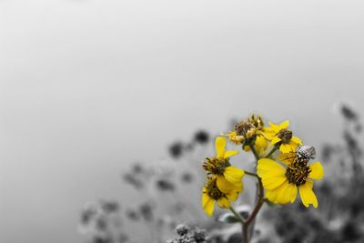 Close-up of yellow flowers