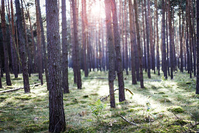 Trees growing in forest on sunny day