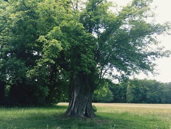 Trees on grassy field