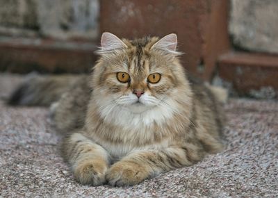 Close-up portrait of cat