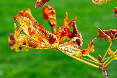 Close-up of insect on plant