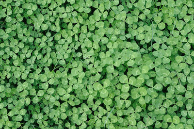 Full frame shot of green leaves