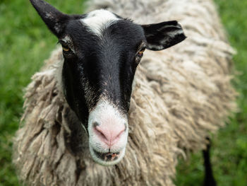 Close-up of a black and white sheep's face. the gaze is directed to the camera. a mountain pasture