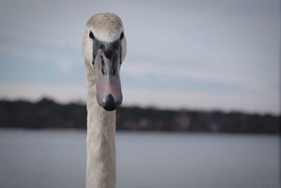 Close-up of swan against sky at dusk