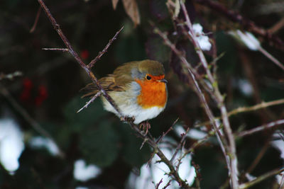 Close-up of bird perching on branch