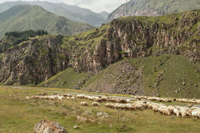 View of sheep grazing on land