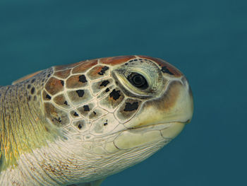 Close-up of turtle