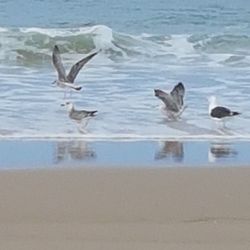 Dog swimming in water
