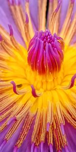 Full frame shot of purple flower