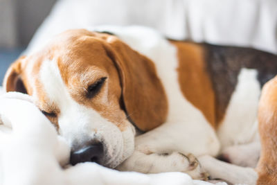 Close-up of dog lying on bed at home