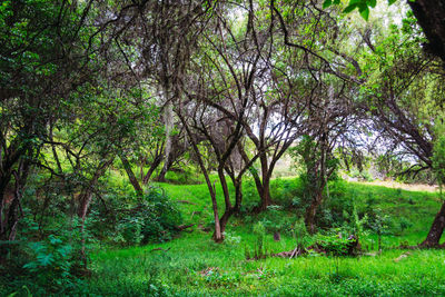 Trees in forest