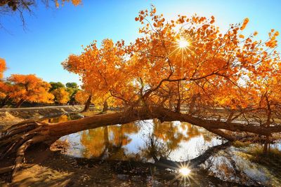 Sun shining through trees during autumn