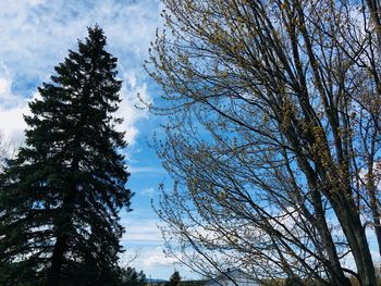 Low angle view of trees against sky