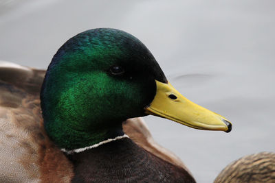 Close-up of a duck