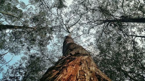 Low angle view of tree