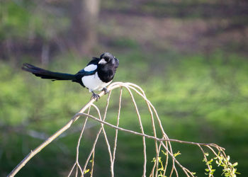Close-up of bird perching on a willow tree branch against green background, magpie, pica pica