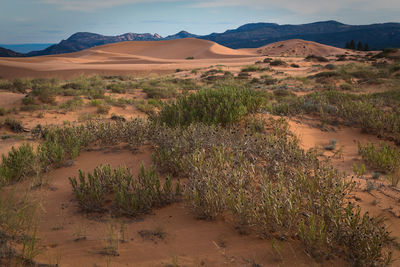 Scenic view of coral pink sand dunes state park