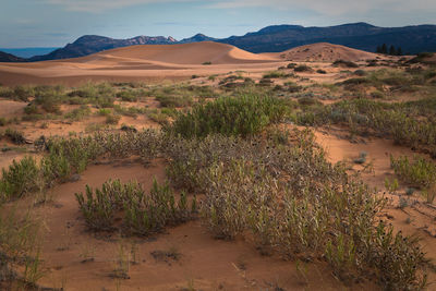 Scenic view of desert against sky