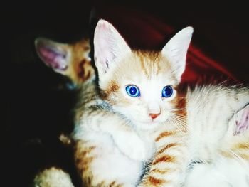 Close-up portrait of cat