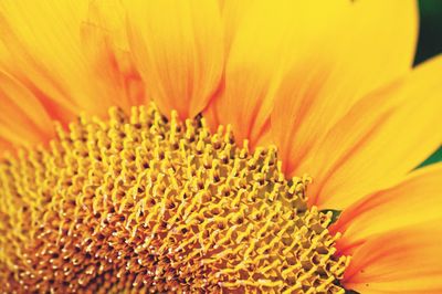 Close-up of sunflower plant