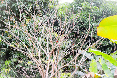 Close-up of plants growing on field