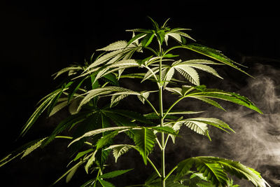 Close-up of fresh green plant against black background