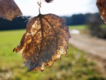 Close-up of dried leaves on plant