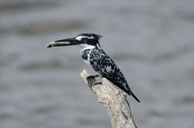 Close-up of bird perching outdoors