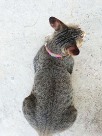 High angle view of dog looking away