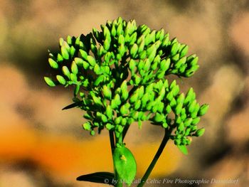 Close-up of green plant