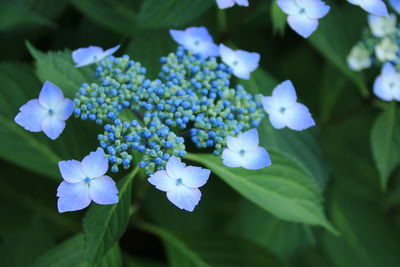 Close-up of blue hydrangeas blooming outdoors