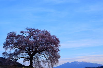 Low angle view of tree against blue sky
