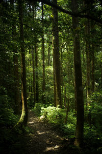 Trees growing in forest