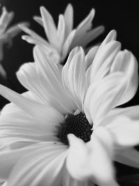 Close-up of white flower against black background