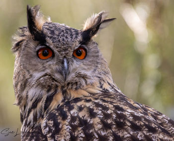 Close-up portrait of owl