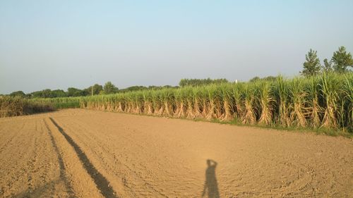 Scenic view of field against clear sky