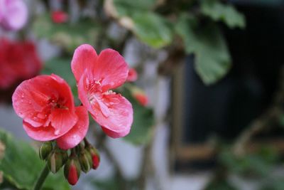 Close-up of pink flower blooming outdoors