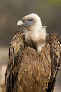 Close-up of eagle