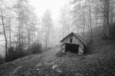 House amidst trees in forest