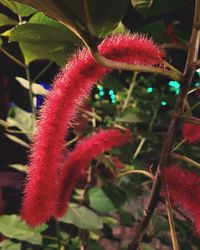 Close-up of red flowers