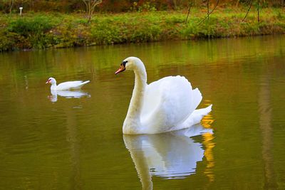 Swans swimming in lake
