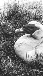 Close-up of duck on field