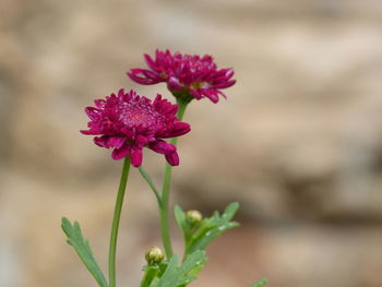 Close-up of red flower blooming outdoors