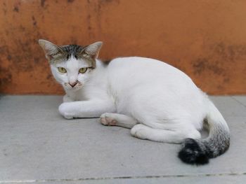 Portrait of white cat lying down