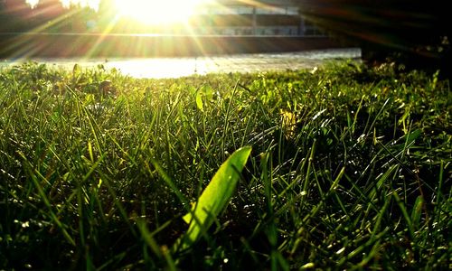 Close-up of grass growing in sunlight