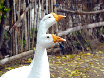 Close-up of white geese on field